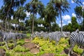 Nong Nooch Garden & Resort in chunburee, thailand. green garden